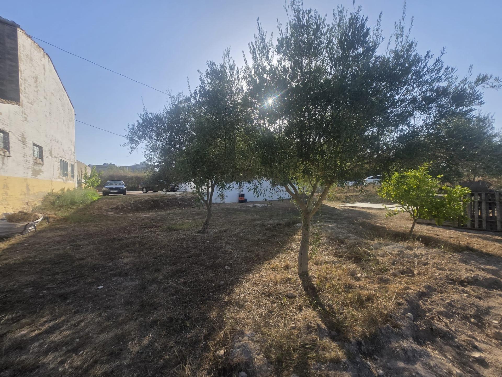 Foto 9 de Parcela L'Olleria – Permuta valor 35.000 €