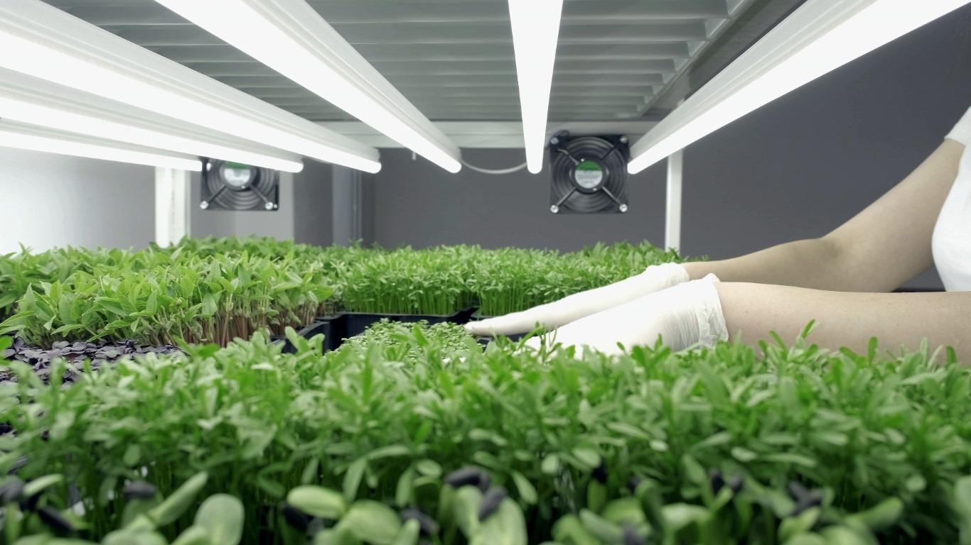 Foto 2 de negocio de cultivo de microgreens