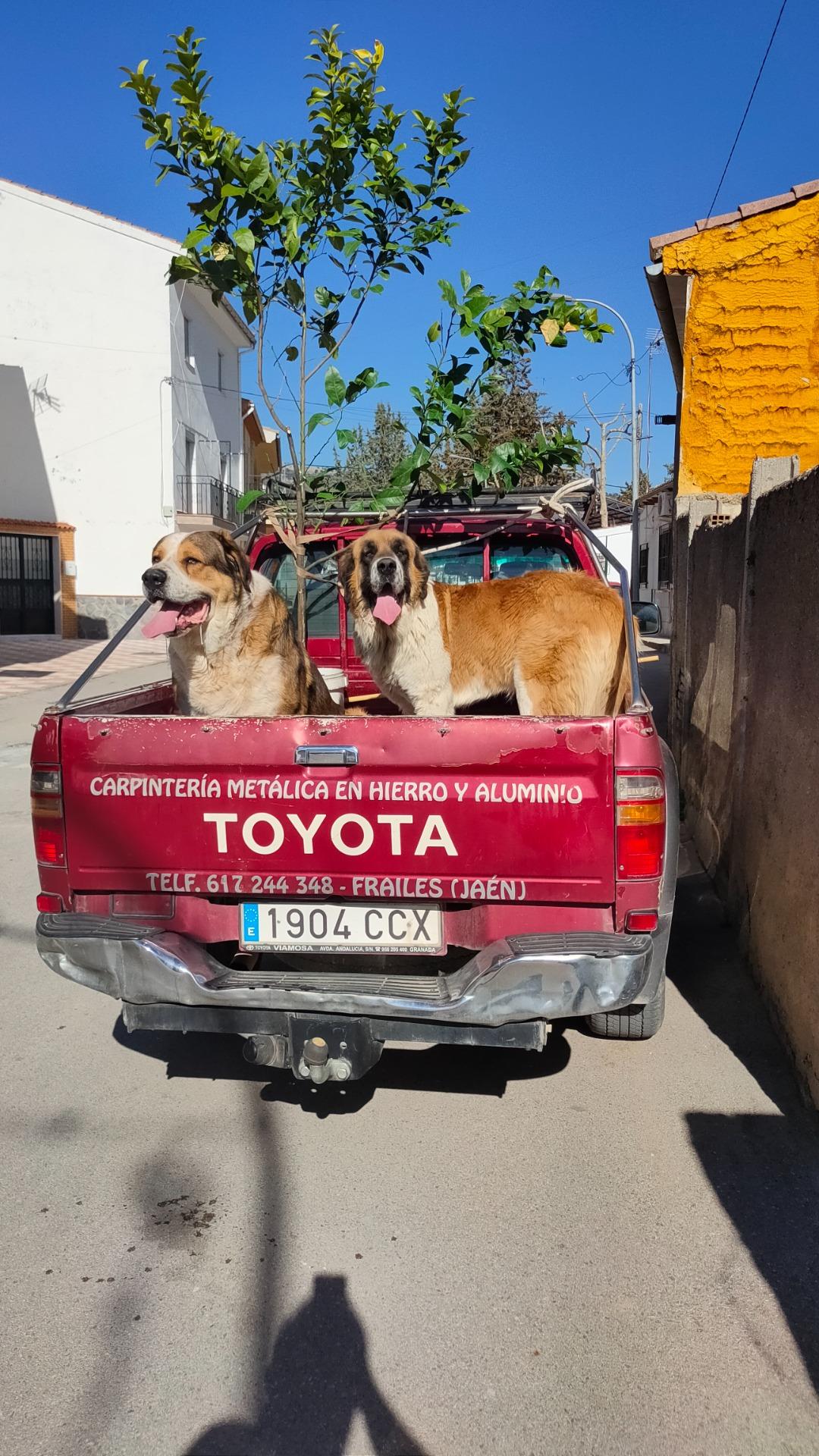 Foto 8 de Toyota Hilux pick up
