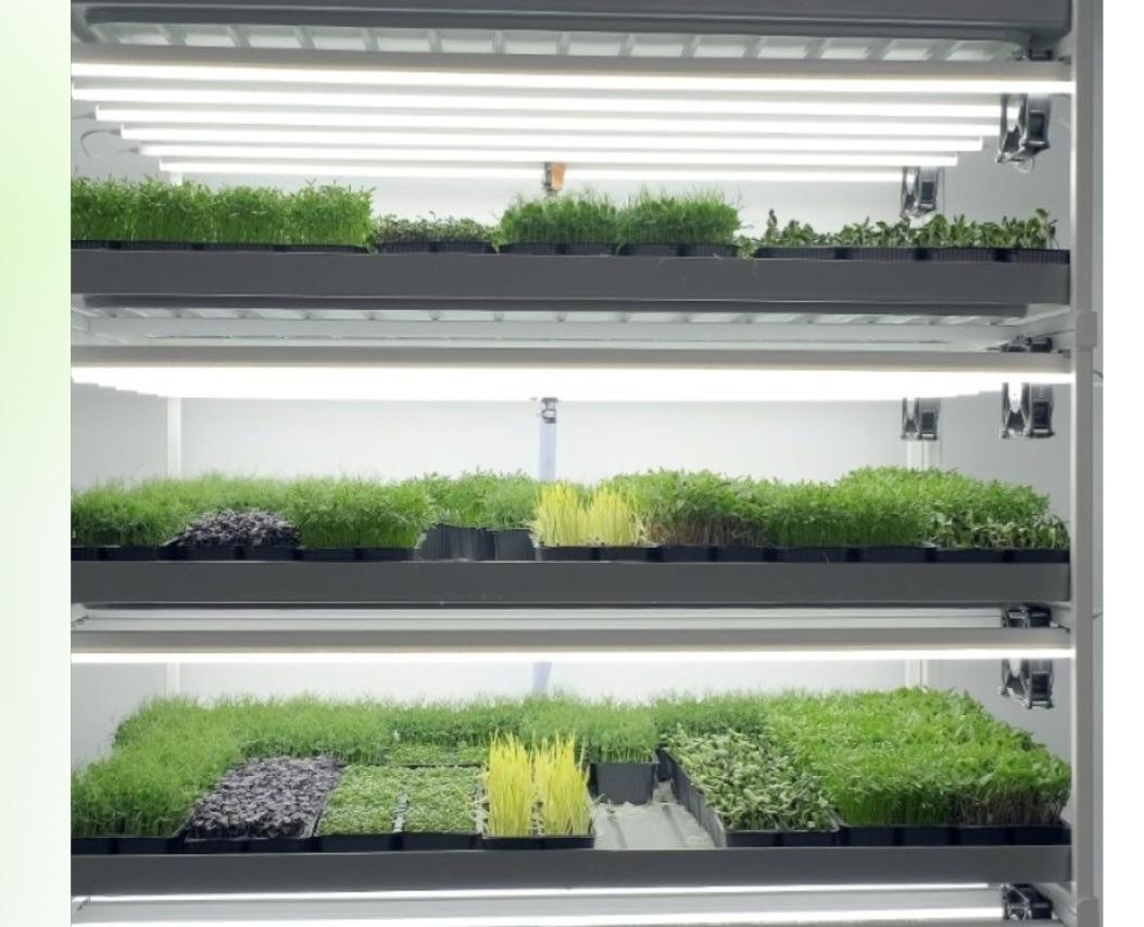 Foto 4 de negocio de cultivo de microgreens