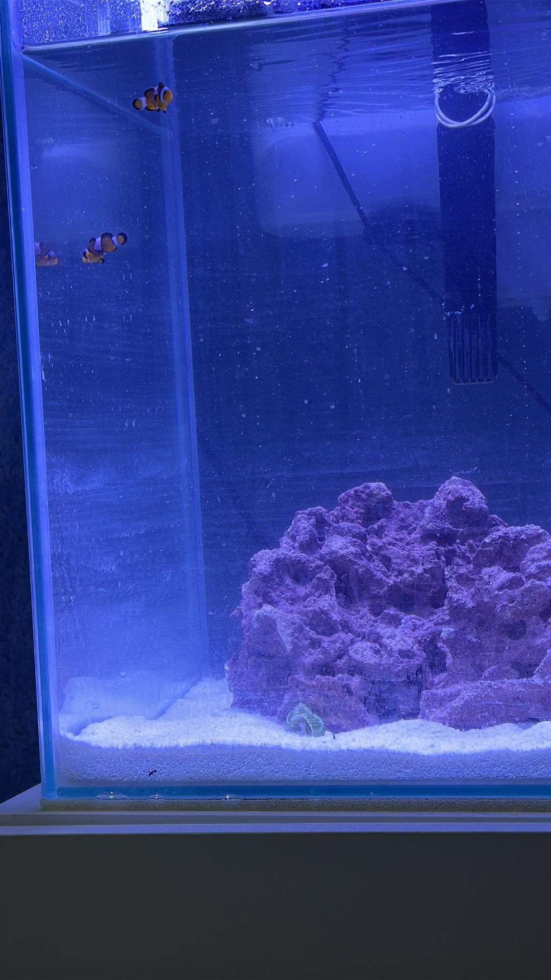 Foto 2 de Nano acuario marino 49L 35x35x40 con mueble