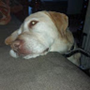 Foto de perfil de Manuel de los Reyes