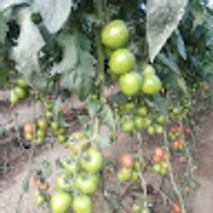 Foto de perfil de Particular