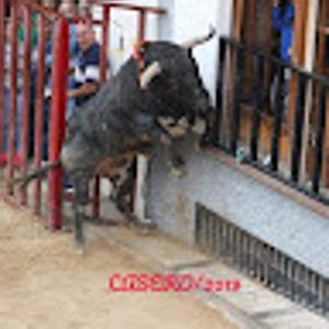 Foto de perfil de Taurina Mazuecos