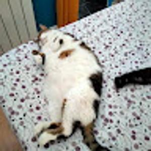 Foto de perfil de Frederic De la pena (Granada)