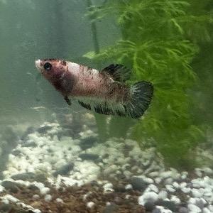 Foto de perfil de Rocio Tomé