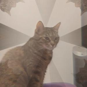 Foto de perfil de Jeannette